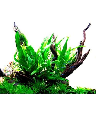 Buy Tropica Microsorum Pteropus Java Fern - Healthy Aquatic Plants for Your Aquarium | Pot No. 008 - International Shipping Available - Buy Online on GoSupps.com