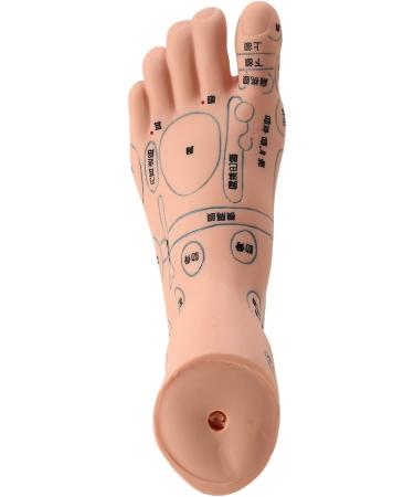 Mengmen 19 cm Foot Reflexology Model - Acupuncture Point Guide for Acupuncture Therapy | International Shipping - Buy Online on GoSupps.com
