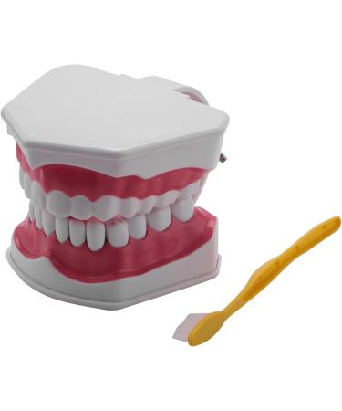 Bwardyth Dental Model - Anatomical Teeth Typodont for Brushing & Flossing Practice - Ideal for Dental Education & Demonstration - Buy Online on GoSupps.com