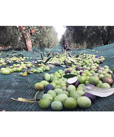 Frantoio Di Santa Tea Frantoio de Santa T a COLLINE DE FIRENZE Huile Extravergine d'Olive IGP-500 ml - Buy Online on GoSupps.com