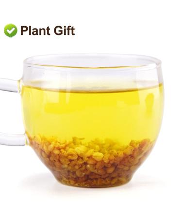 Buy Black Buckwheat Tea - Caffeine-Free Herbal Loose Leaf 240g | Tarty Chinese Tea - International Shipping - Buy Online on GoSupps.com