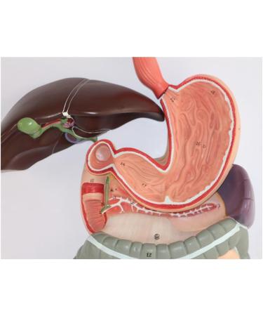 Human Digestive System Model - 3 Part Anatomical Display | Educational Tool for Anatomy Lessons - Buy Online on GoSupps.com
