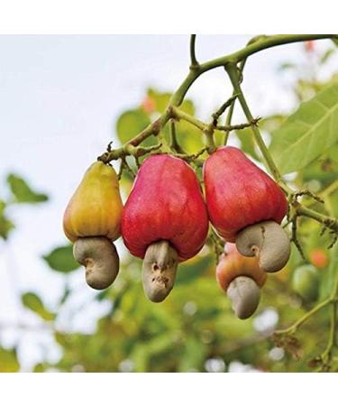 BSD Organics Cashew nut/kaajoo/Muntiripparuppu (500 Gram / 1.1 Pounds) - Buy Online on GoSupps.com