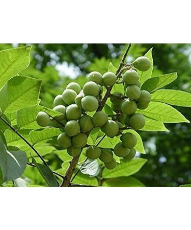 Herbal Cure - Malva Nut - Pangdahai Natural Vegan 150g - Product of China - Buy Online on GoSupps.com