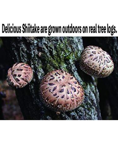 Organic Japanese Dried Shiitake Mushrooms DONKO 70g Premium Quality 25-42mm International Shipping - Buy Online on GoSupps.com