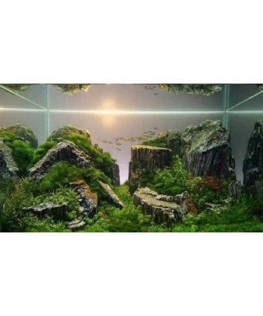 Wyskont Slate Stones - Natural Aquarium & Terrarium Decoration - 1kg Wooden Look Stones & Cave - Premium Aquascaping Accessories - Buy Online on GoSupps.com