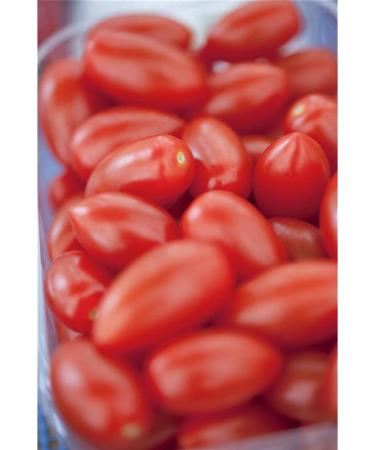 Buy Kiepenkerl 393 San Marzano Tomato Seeds - Premium Quality for International Shipping - Buy Online on GoSupps.com