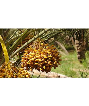Indigo Herbs Organic Dates (Chopped Pitted) 1kg - Buy Online on GoSupps.com