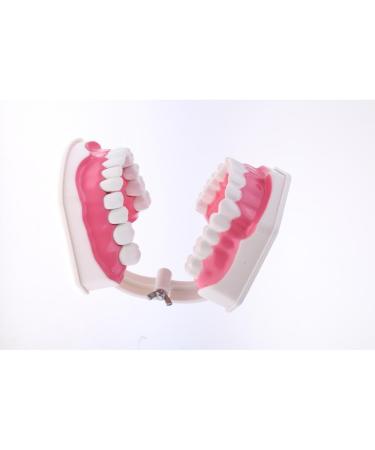 F Fityle 2X Magnification Model Teeth - Removable PVC for Dental Education | International Shipping Available - Buy Online on GoSupps.com