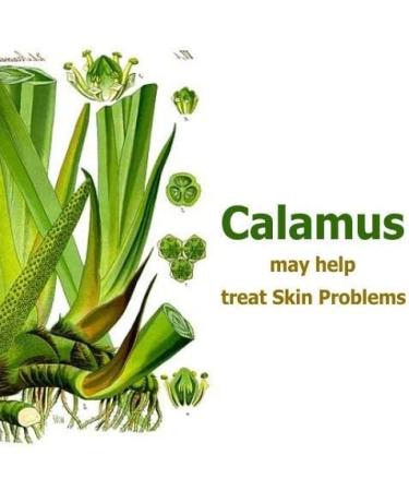 Salvia Calamus Oil - 100% Natural Therapeutic Essential Oil - 30ML/1.1fl oz Cold Pressed Aromatherapy Premium Oil - Buy Online on GoSupps.com