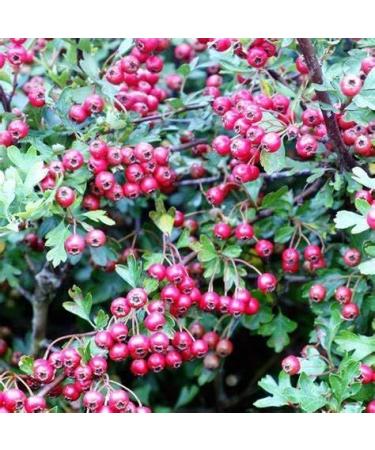 hawthorn berry extract capsules - HAWTHORN BERRIES EXTRACT - berry extract powder wild berry energy hawthorn energy pills hawthorn berry tincture antioxidants supplement for women 1 Bot 60 Caps - Buy Online on GoSupps.com