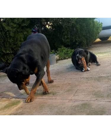 Artisan Gift Co Olive Wood Dog Timer - 100% Natural | Perfect for Dogs 25-40 kg | L-20 cm - Buy Online on GoSupps.com