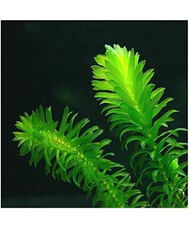 Elodea Densa Aquarium Plants Oxygenating Plant 5-500 Strands (25) - Buy Online on GoSupps.com