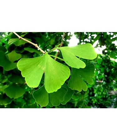 Brain Booster Memory - Ginkgo BILOBA 50:1 Extract 120MG - Wellness Formula Vitamins - 2 Bottles (100 Capsules) - Buy Online on GoSupps.com