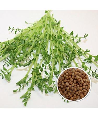 500g Organic Germs Mixing Pans - 5x100g Mung Beans Alfalfa Peas Lentils Chickpeas Sprouts | Microgreens Kit for Healthy Growth - Buy Online on GoSupps.com