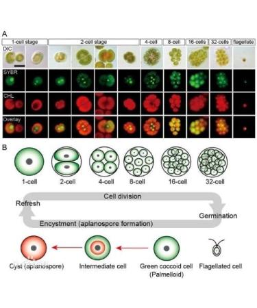 WonderLand Herbs Pure Haematococcus pluvialis Extract Capsule 400Mg * 100 Capsules astaxanthin (ASTA) 5% The Strongest antioxidants Supplement Free Radical scavenging - Buy Online on GoSupps.com