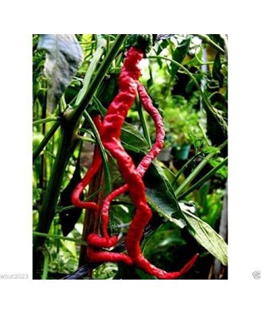 Indonesiana Hot Chili Pepper Kopay Monster Size 28-33 cm !! Molto rari (100 semi)