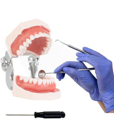 Wudaizhi Dental Model with Removable Teeth - Perfect for Teaching & Practice | International Shipping Available - Buy Online on GoSupps.com