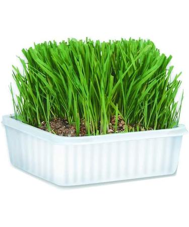 Cat-A'bout Multi-Cat CatGrass Plus Tub 150g | MiracleCorp/Gimborn | Natural Indoor Cat Grass for Multiple Cats - Buy Online on GoSupps.com