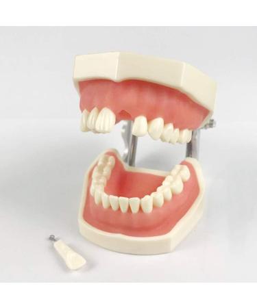 DYTAH Dental Teeth Model - Standard 28 Tooth Study Demo | Removable Adult Teeth Model for Dental Education - Buy Online on GoSupps.com