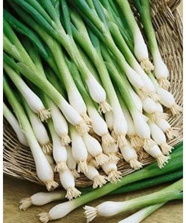 Portal Cool 25 - Semi: Tokyo Long White Bunching Onion - Delizioso !!! Cos Gustoso!!!! Grande Cipolla !!!!! - Buy Online on GoSupps.com