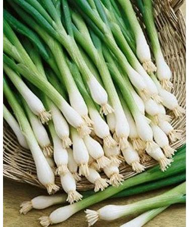 Portal Cool 25 - Semi: Tokyo Long White Bunching Onion - Delizioso !!! Cos Gustoso!!!! Grande Cipolla !!!!!