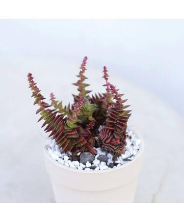 Crassula Pagoda Village 4 inch | Unique Live Succulent Collection | Fully Rooted Indoor House Plant - Buy Online on GoSupps.com