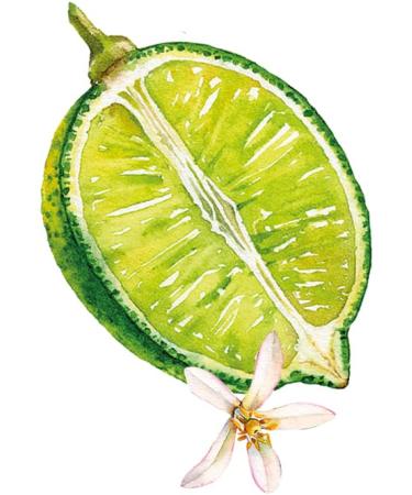 Weleda Bio Summer Boost Hand Cream - Limited Edition Natural Hand Care with Sesame Oil & Beeswax | Moisturizing Lotion with Citrus & Cardamom for Dry Hands (50ml) - Buy Online on GoSupps.com