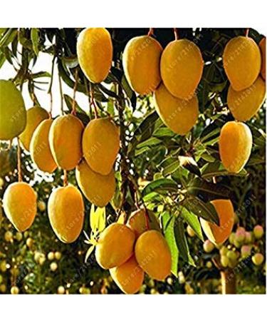 Germinazione I Semi: Gialli: Mango Sementi Sementi Frutta Giardino Della casa Della pianta 1 pc/Bag