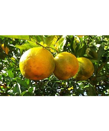 Indigo Herbs Emotional Balance Roller | 10ml Etheric Oil Blend with Geranium Lavender Fennel & Bergamot for Relaxation - Buy Online on GoSupps.com