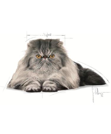 Royal Canin Feline Cat Persian Adult 30 2kg Dry - Buy Online on GoSupps.com