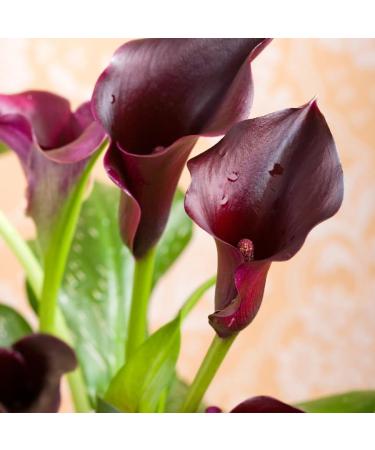 Buy 4er Set Litamin Magical Moments Fragrance Foam Bath (4x750ml) - Black Calla & Orchid Essence Eco-Friendly Paraben & Silicone-Free - Buy Online on GoSupps.com