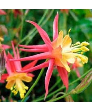 vegherb 30 Semi - Semi Tequila Sunrise Aquilegia Fiore/perenne - Buy Online on GoSupps.com