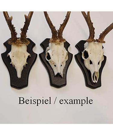 5-Piece REH Buck Sign Trophy Set with Pine Compartment | Dark Oak | 21x13 cm - Perfect for International Shipping - Buy Online on GoSupps.com