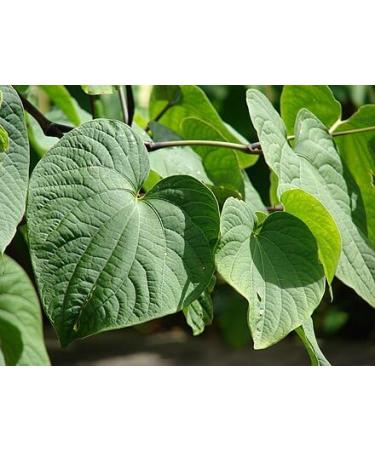 Micronized Instant Kava Powder-Solomon Kava (16 oz) - Buy Online on GoSupps.com