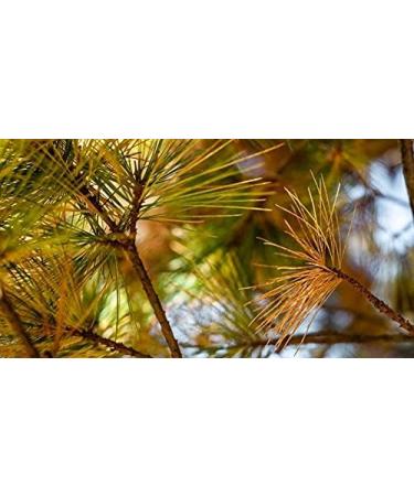 Ancient Purity Pine Needles tea 150 g - Buy Online on GoSupps.com