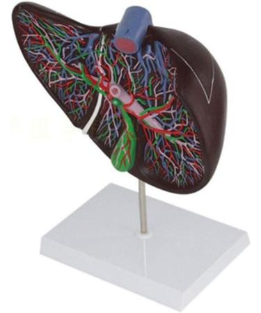 Gallbladder Anatomical Enlargement Model Human Digestive Organs Liver Visceral Anatomical Model Human Liver Gallbladder Liver - Buy Online on GoSupps.com