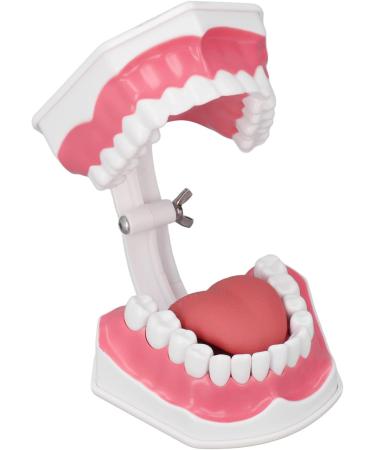 Tooth Model - Best 120 Opening Dental Visualization for Practice | International Shipping - Buy Online on GoSupps.com