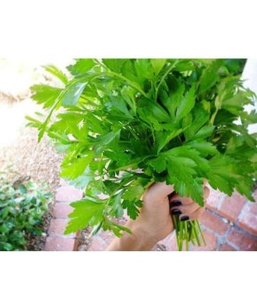 300 Italians Giant Pazzemolo 2018 (All Non-ogm semi-cimel Vegetable!) - Buy Online on GoSupps.com