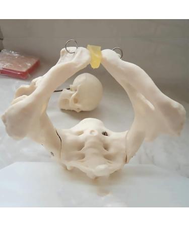 High-Quality PVC Female Pelvis Skeleton Model for Muscle Rehabilitation | Anatomical Female Pelvic Structure with Bladder & Baby Skull - Buy Online on GoSupps.com