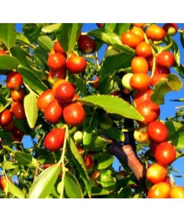 Natural Code - Suan Zao Ren 454g/1lb - Sour Jujube Seed - Semen Ziziphi Spinosae - Suan Zao Ren - - Non GMO - Vegan - No Preservatives or Additives - 100% Natural - Buy Online on GoSupps.com