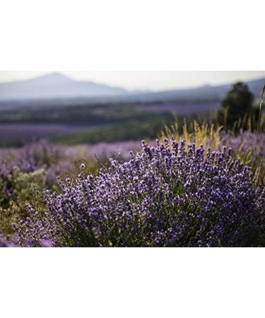 Lavender floral water 1 Liter 1000 ml - 100% direct producer hydrosol - Provence - Buy Online on GoSupps.com