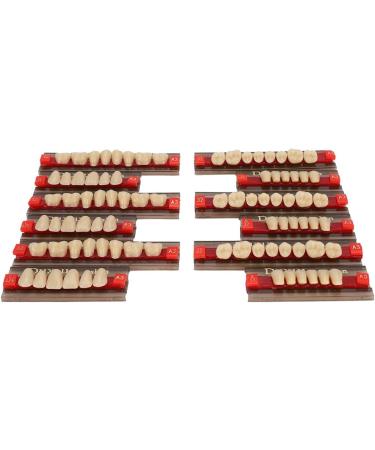 Professional Polished Synthetic Resin Tooth Model for Flawless Cleaning - Ideal for Learning and Study - Buy Online on GoSupps.com