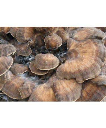 Organic Medicinal Mushroom Mix Coffee | 250G - Buy Online on GoSupps.com