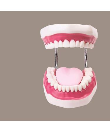Teeth Model with Removable Teeth & Toothbrush for Dental Education - Simulated Dental Care Body Model - Buy Online on GoSupps.com