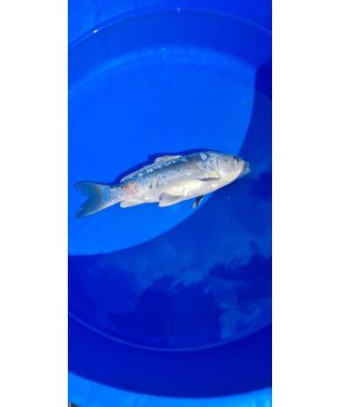 Fish Pharma Fish Calm - Premium Stress Relief for Fish | Fast International Shipping - Buy Online on GoSupps.com
