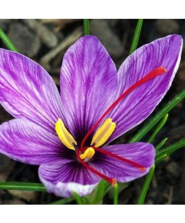 Pure saffron dried zaffran 5 g - Buy Online on GoSupps.com