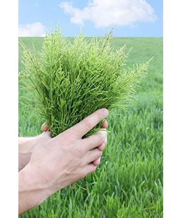 Horsetail Herb Tea | Equisetum Arvense L | Pr le Des Champs Herbe Tisane | Health Embassy (100g) 100 g (Pack of 1) - Buy Online on GoSupps.com