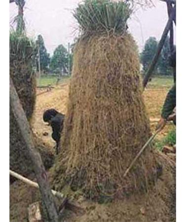 PurePlant Essentials 100% Pure Calm Inner Peace Organic and Wild Crafted Essential Oils Blend - 18 ml - Buy Online on GoSupps.com