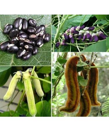 Mucuna Pruriens Extract - Organic Velvet Beans for Energy & Mood Support | 60 Caps - Buy Online on GoSupps.com